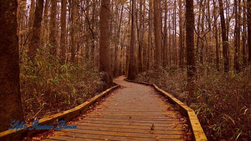 Boardwalk leading through cypress trees in swamp