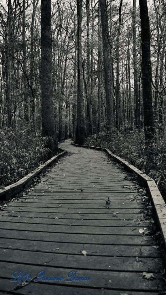 Black and white of boardwalk leading through cypress trees in swamp