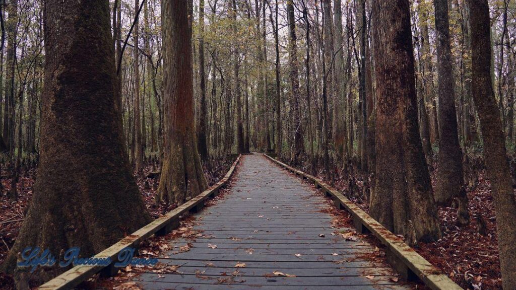 Boardwalk leading through cypress trees in swamp