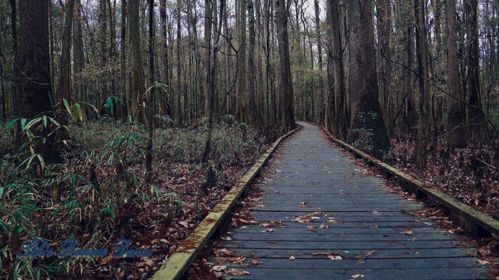 Boardwalk leading through cypress trees in swamp