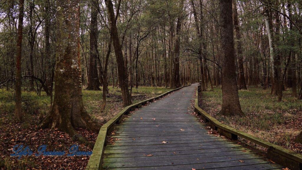 Boardwalk leading through cypress trees in swamp