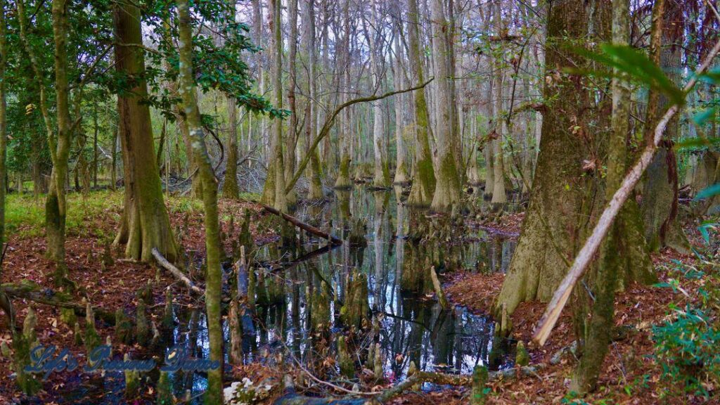 Cypress trees reflecting in swampy water