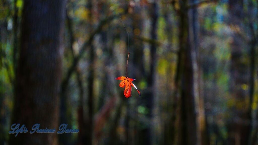 Colorful leaf suspended by a spider web.