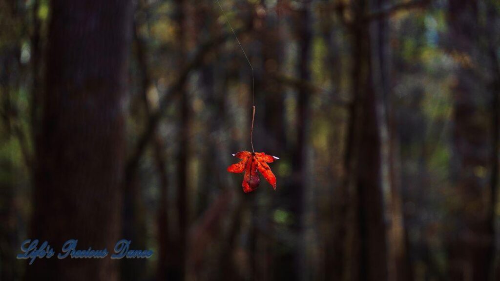 Colorful leaf suspended by a spider web.