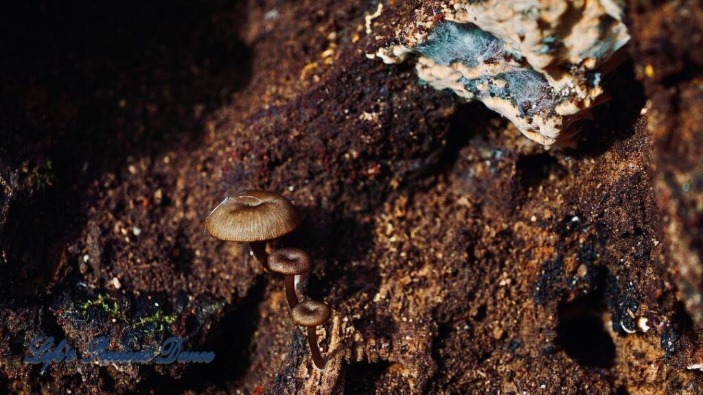 Small mushrooms growing out of the base of a downed tree.