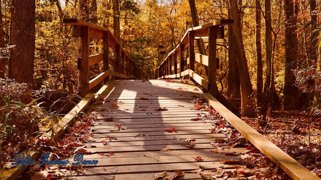 Leaf covered boardwalk leading to lake.