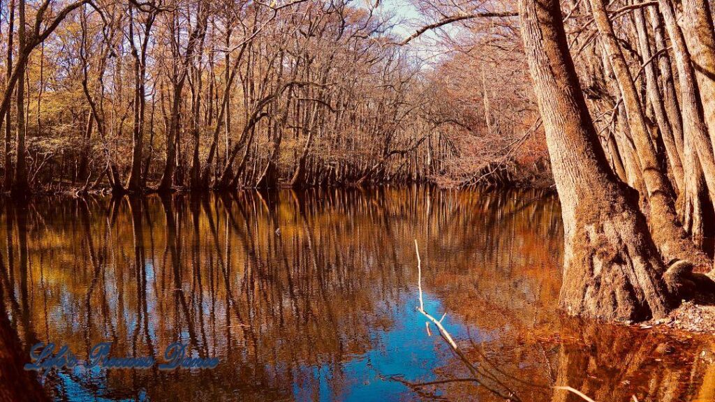 Cypress trees reflecting in the swamp