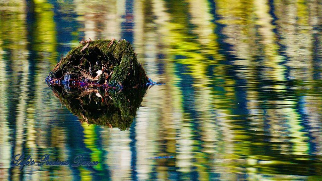 Moss covered rock in a multicolored swamp