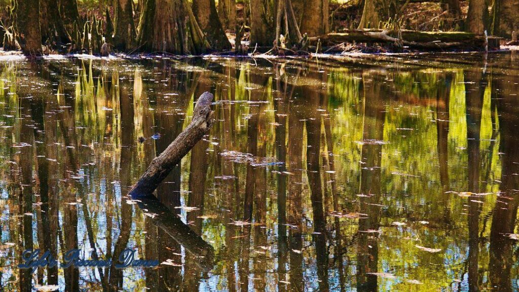 Broken tree protruding out of swamp while cypress trees reflect in the water