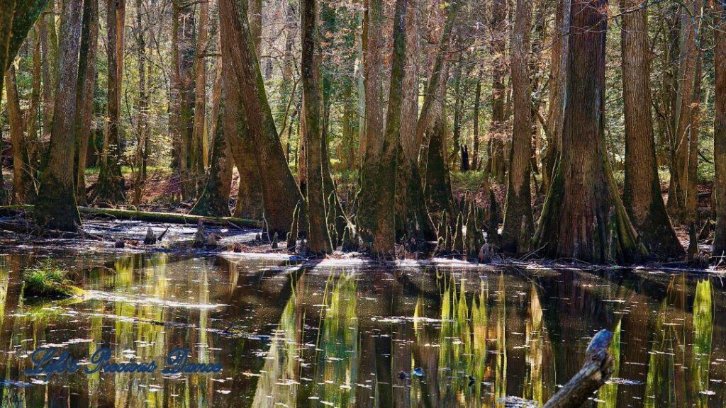 Cypress trees reflecting in the swamp