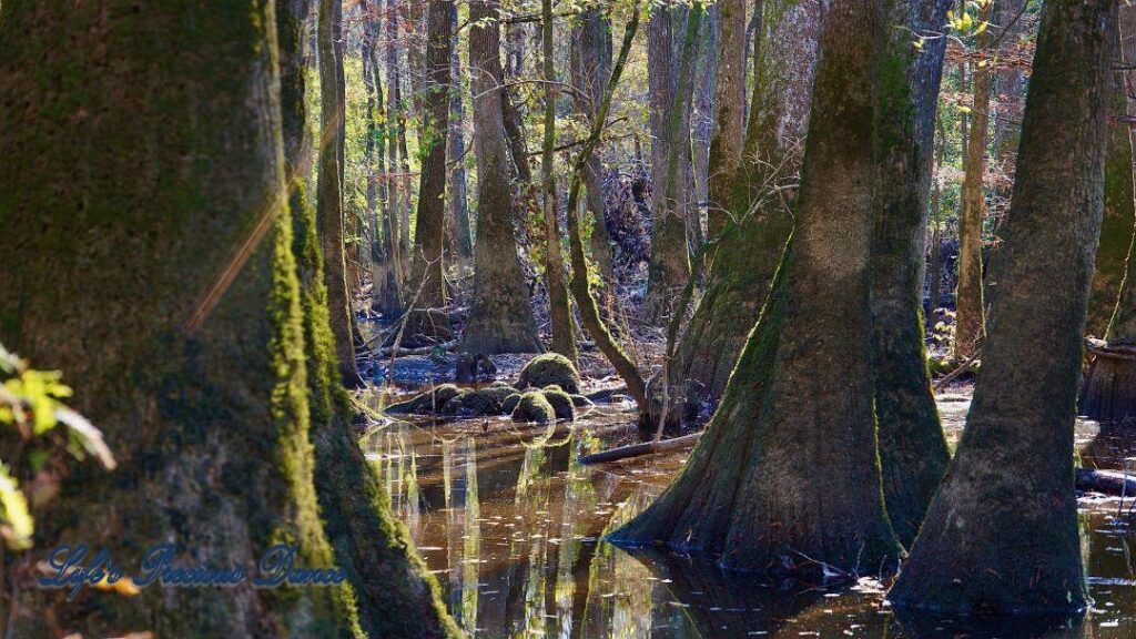 Cypress trees reflecting in the swamp