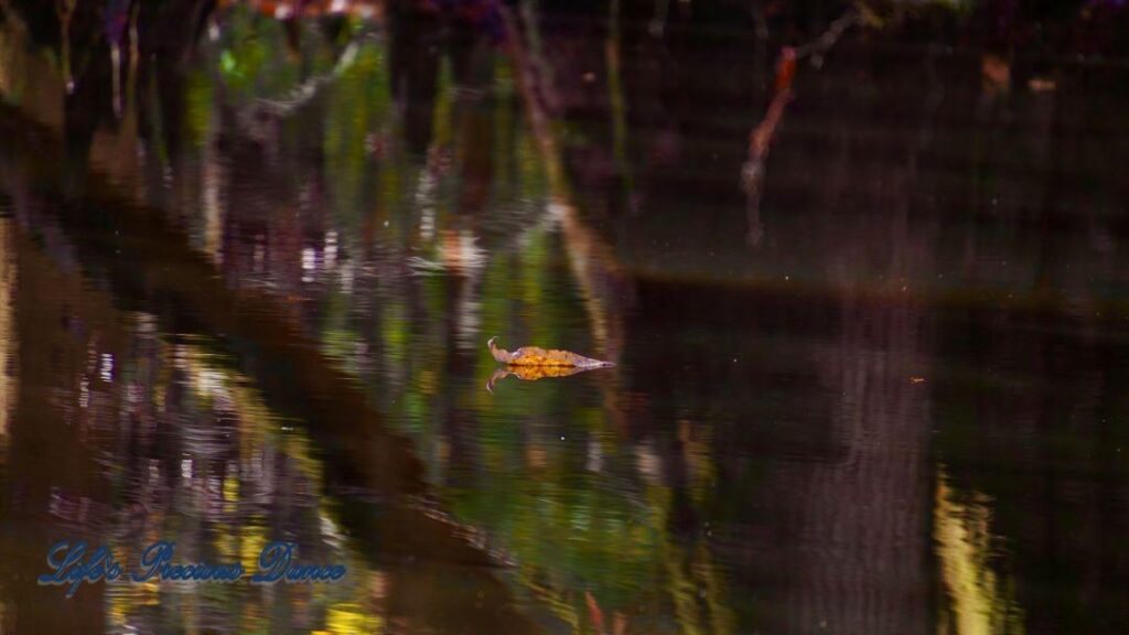 Leaf floating on a multi colored swamp, Trees reflecting in the water.