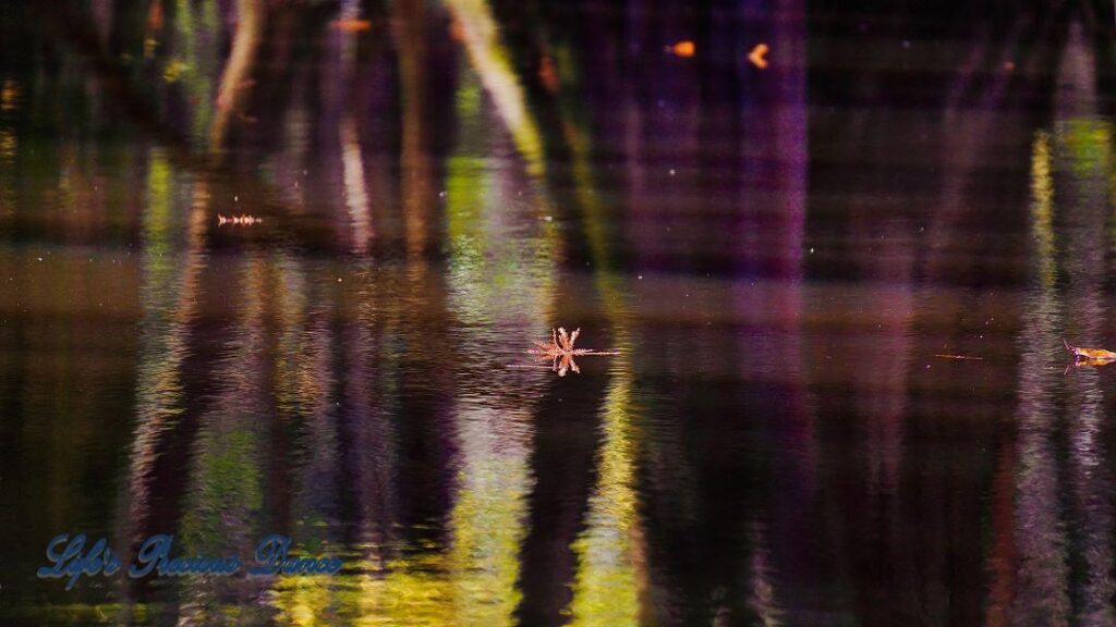 Leaf floating on a multi colored swamp, Trees reflecting in the water.