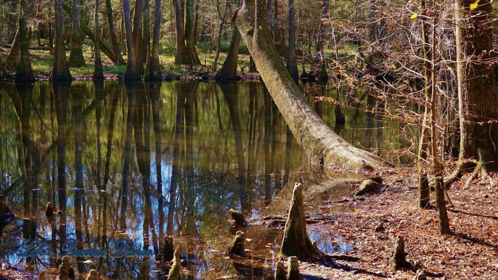 Cypress trees reflecting in the swamp