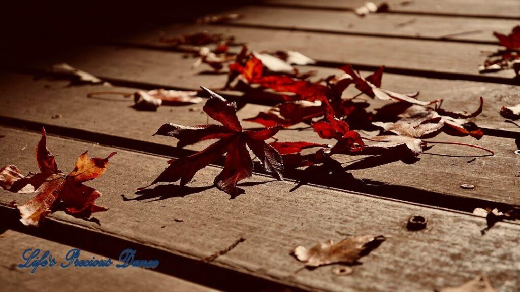 Colorful leaves on boardwalk at dusk.