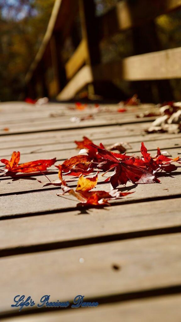 Colorful leaves on boardwalk.