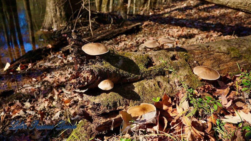 Mushrooms growing out of a downed tree.