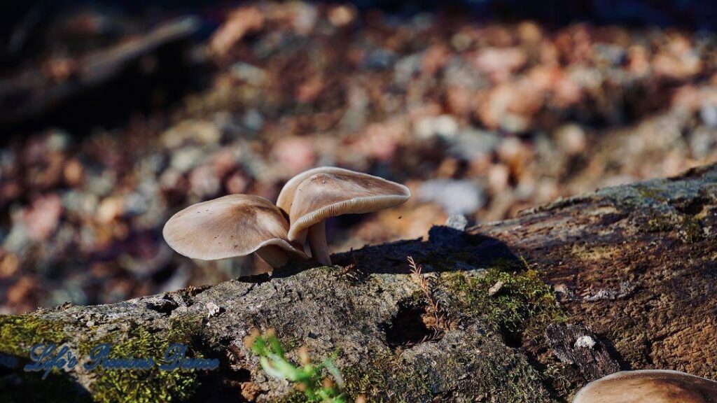 Mushroom growing out of a downed tree