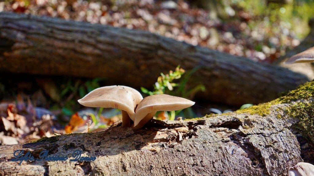 Mushroom growing out of a downed tree