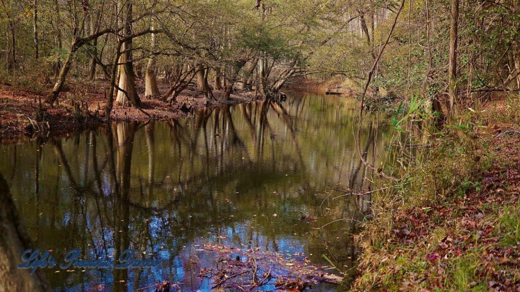 Cypress trees reflecting in the swamp