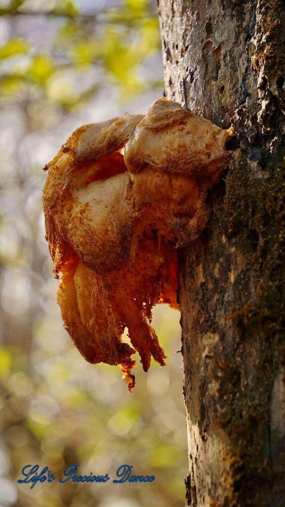 Colorful fungus growing off a tree.