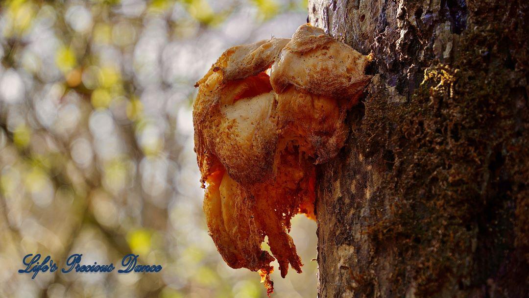 Up close of colorful fungus growing off a tree.