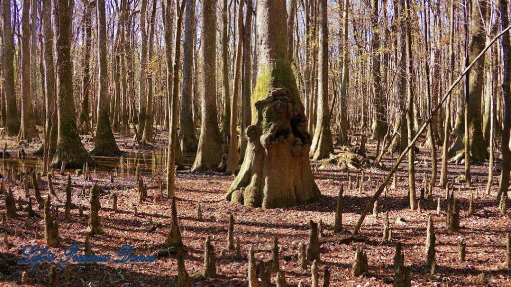 Cypress tree resembling a face in the swamp.