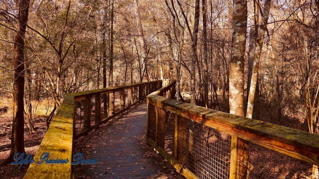 Boardwalk leading through the swamp