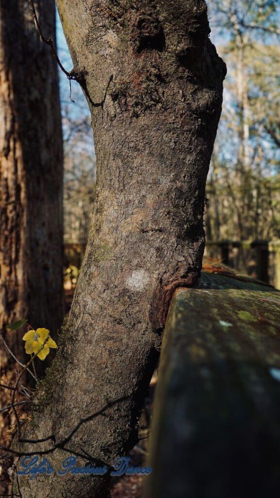 Tree growing around a rail of boardwalk.