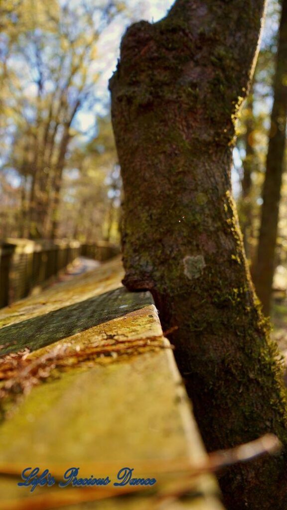 Tree growing around a rail of boardwalk.