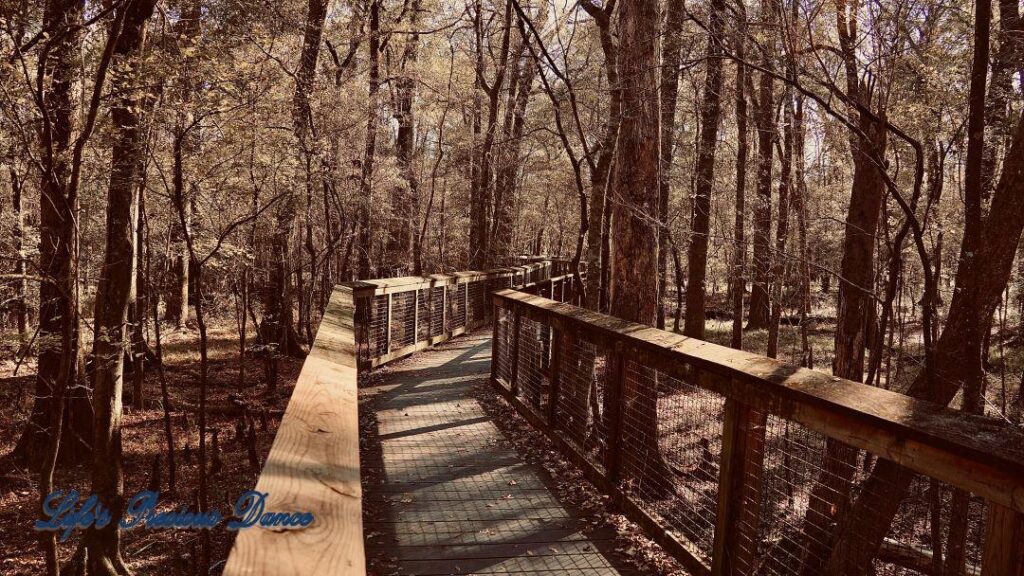 Boardwalk leading through the swamp