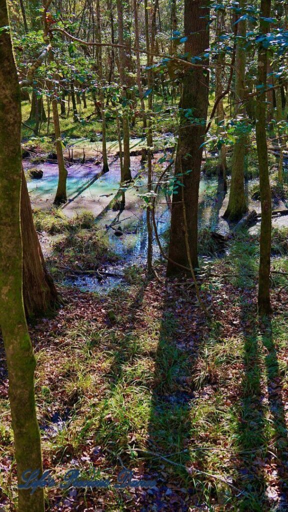 Rainbow colored surface on the swamp