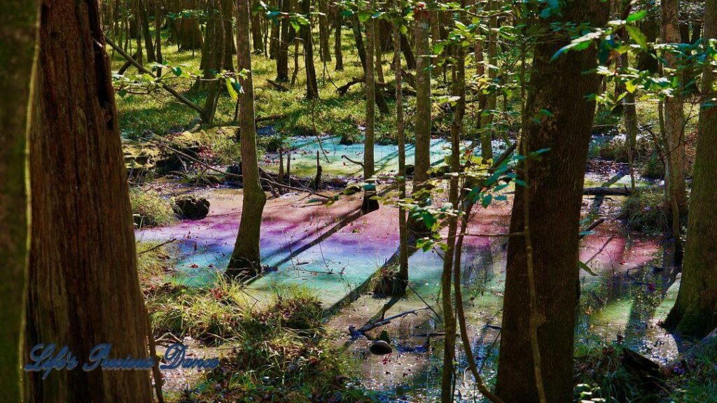 Rainbow colored surface on the swamp