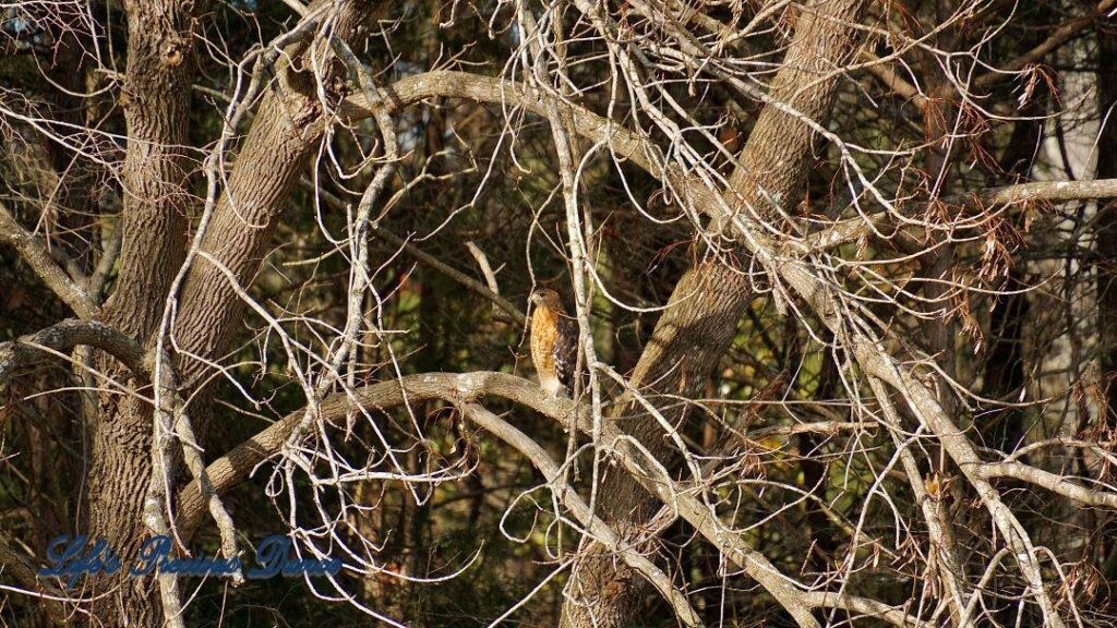 Hawk on a limb. The shade of a tree cast across it&#039;s body.