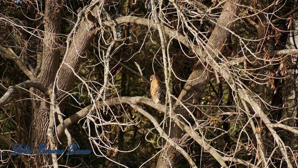 Hawk on a limb framed by trees and branches.