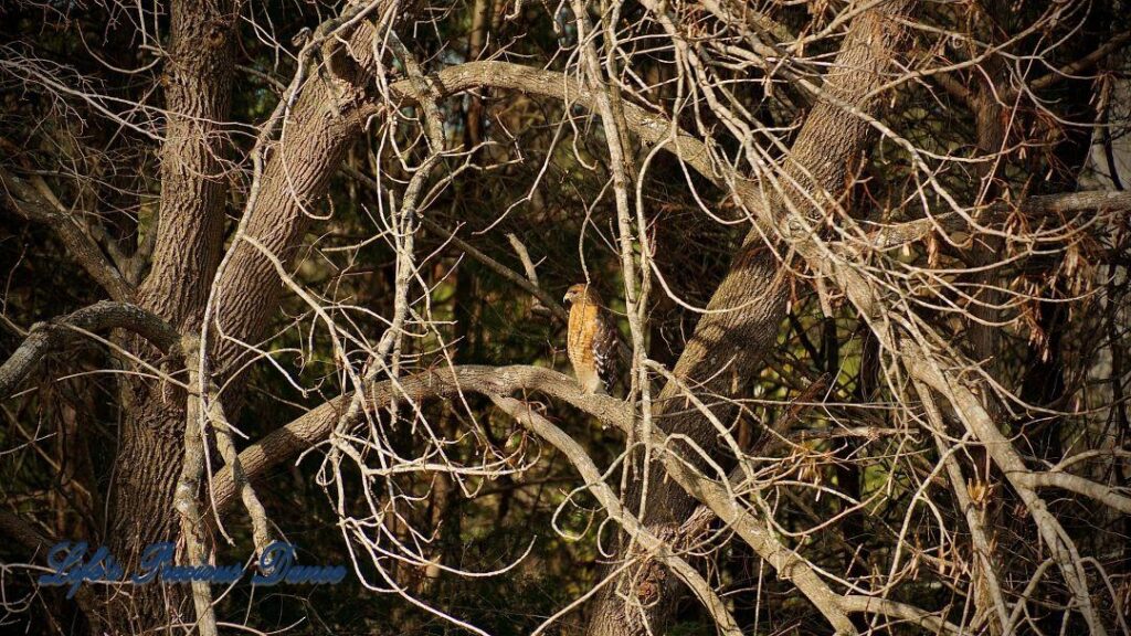 Hawk on a limb framed by trees and branches.