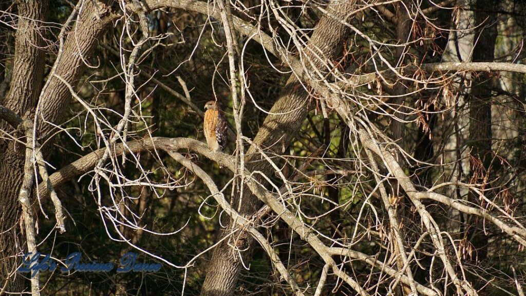 Hawk on a limb framed by trees and branches.