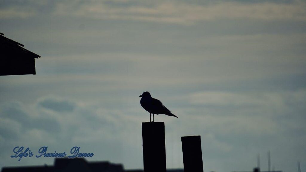 Ring-billed Gull on a pier post