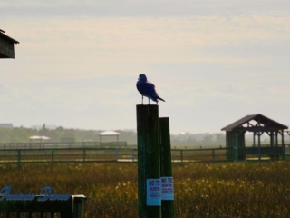 Ring-billed Gull on a pier post, Several piers and the marsh in the background.