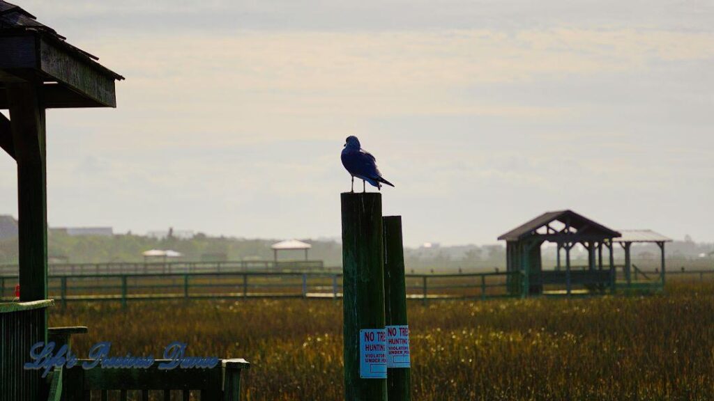 Ring-billed Gull on a pier post, Several piers and the marsh in the background.