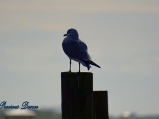 Ring-billed Gull on a pier post