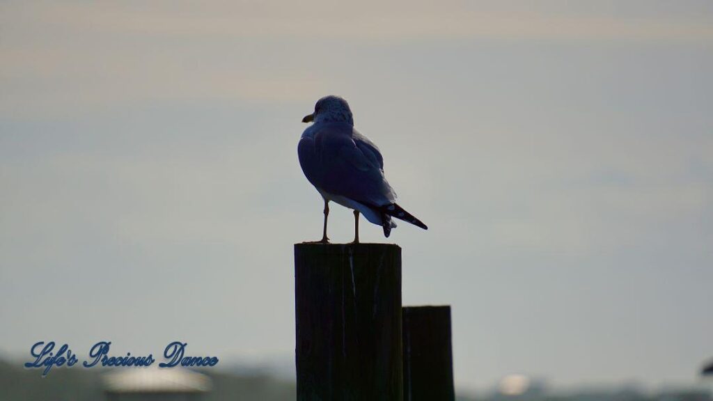 Ring-billed Gull on a pier post