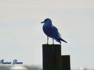 Ring-billed Gull on a pier post
