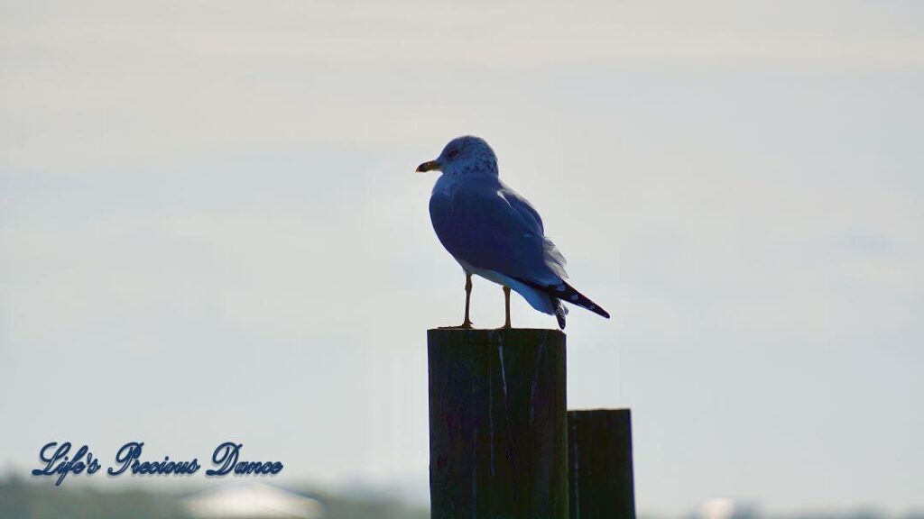 Ring-billed Gull on a pier post