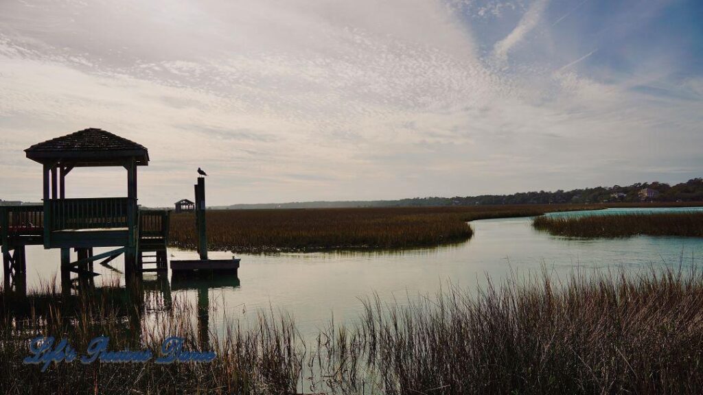 Seagull on a pier post beside a marshy area at Pawley&#039;s Island.