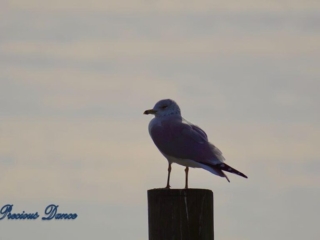Ring-billed Gull on a pier post
