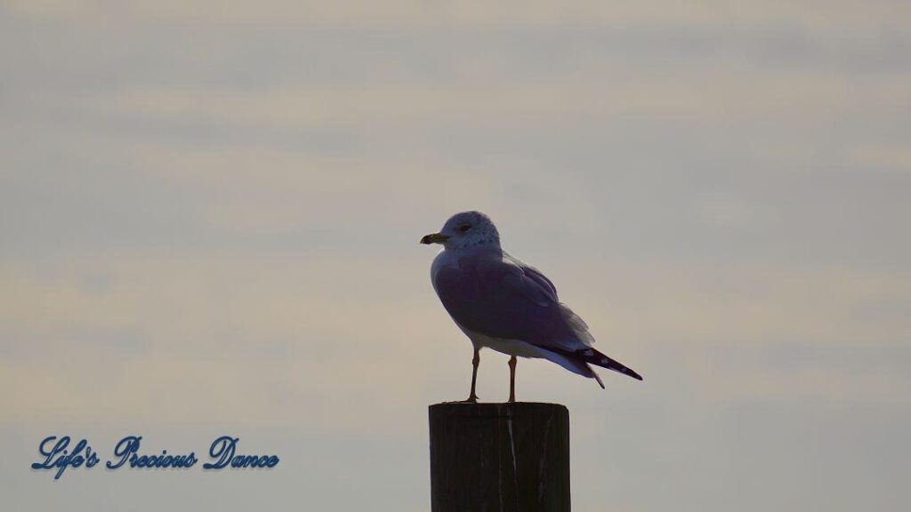 Ring-billed Gull on a pier post