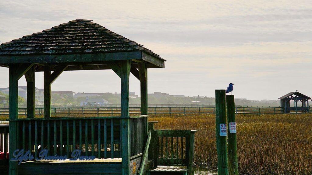 Ring-billed Gull on a pier post, Several piers and the marsh in the background.