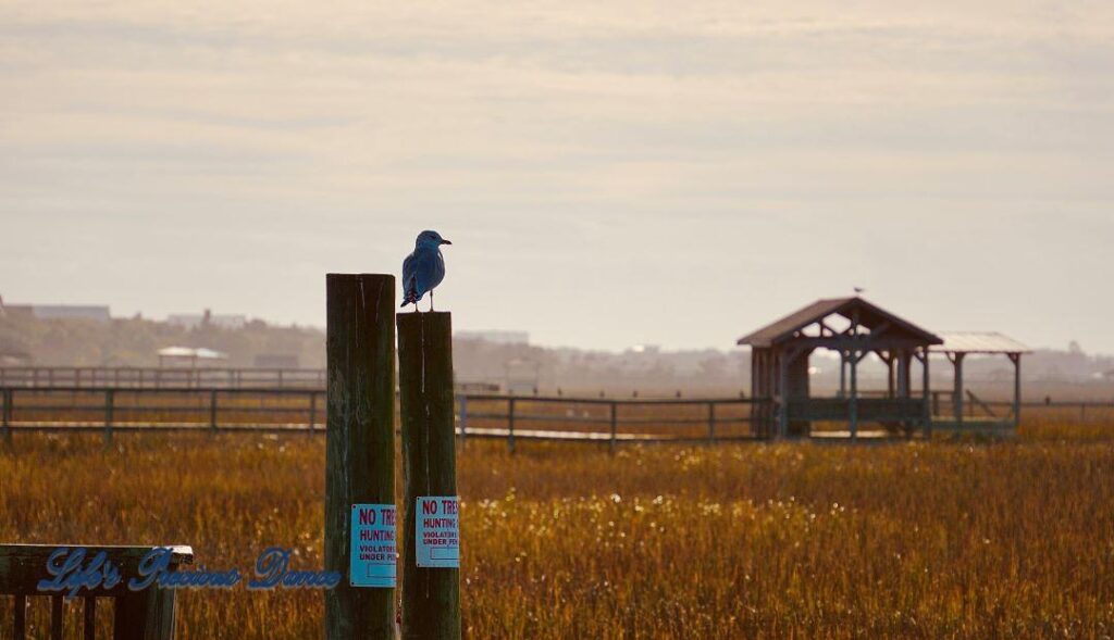 Ring-billed Gull on a pier post, Several piers and the marsh in the background.