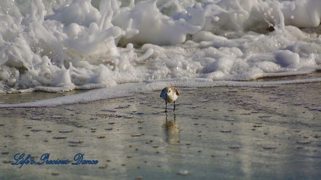 Sandpiper on beach, reflecting in water as waves crash in background